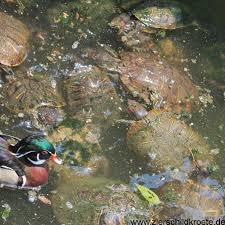 Bevor sie mit der planung und dem bau ihres neuen gewächshauses beginnen, sollten sie sich über anleitung für ein abgesenktes gewächshaus. Teichhaltung Von Wasserschildkroten