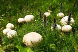 Mushrooms are everywhere and can pose a threat to your dog. White Mushrooms Aren T Poisonous But Sign Of Well Tended Lawn Belleville News Democrat