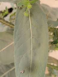 Image result for Laggera crispata