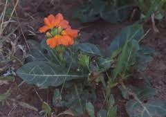 Image result for Crossandra fruticulosa