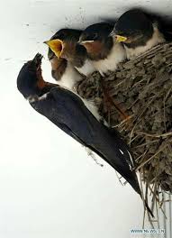 Barn Swallow Birds That Make Mud Nests Barn Swallows Beautiful Pet Birds Nature Birds Birds