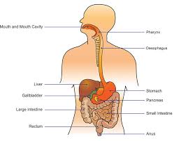 This diagram depicts pictures of digestive system for kids 744×1121 with parts and labels. Digestive System Healthdirect