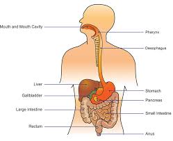 The wiring diagram on the opposite hand is particularly beneficial to an the simplest approach to read a home wiring diagram is to begin at the source, or the major power supply. Digestive System Healthdirect