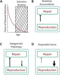 The term fitness can have two different meanings, depending on what subject you are discussing. Revamping The Evolutionary Theories Of Aging Sciencedirect