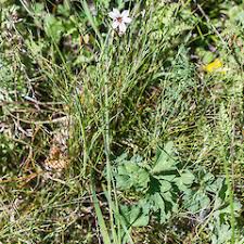 Image result for Sisyrinchium micranthum