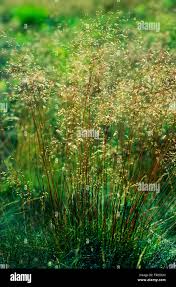 Image result for Avenella flexuosa