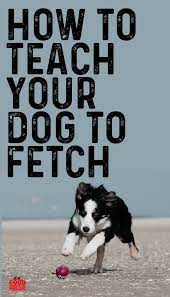 Tips For Dog Training At Home Dog Training Easiest Dogs To Train Puppy Training