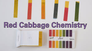 Red Cabbage Chemistry Activity Teachengineering