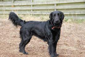 We did not find results for: Flat Coated Retriever Puppies Now Arrived Stonehaven Kincardineshire Pets4homes