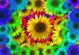 Not only bunga mawar warna warni, you could also find another pics such as warna cat tembok, warna rambut ujung nerah, warna pelangi, warna asas, warna ungu, warna tema perkahwinan, warna rambut yang bagus, warna gambar merdeka, bunga melati, bunga matahari, bunga ros. Bunga Matahari Warna Warni Foto Gratis Di Pixabay