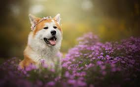 The best gifs are on giphy. Akita Inu Cute Animals Dogs Flowers Hd Wallpaper Peakpx
