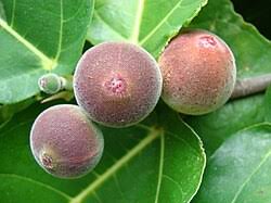 Image result for Ficus oreodryadum