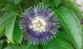Names of flowers in english types you flower names kannada in through english daffodils tips gardening pictures care meaning growing the daffodils poem ilrated by william wordsworth you 25 lovely kannada flower names list flowers snark. Passion Flower