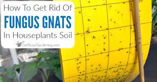 Tiny winged bugs in soil. How To Get Rid Of Fungus Gnats In Houseplants Soil Get Busy Gardening