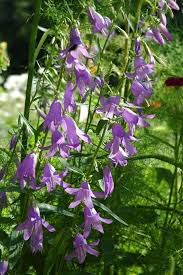 Siberian Bellflower And Bronze Fennel Garden Projects Garden Plants