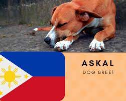 Askal Dog Breed Philippines Native Breed Org