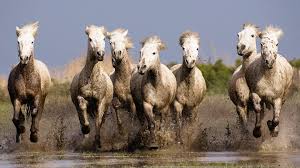 nature horse animals running wallpapers hd desktop 1920x1080 ausgestopftes tier pferde tapete pferdefotografie