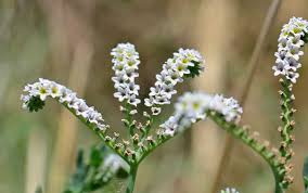 Image result for Heliotropium ciliatum