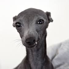 Black And White Italian Greyhound Puppy Pin On Whippets Iggys And Greys