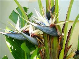 Get care tips, plus a few for growing it indoors, here. How To Take Excellent Care Of A White Bird Of Paradise Gardenerdy