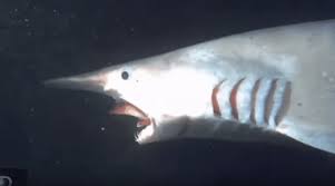 The mouth can retract to a position under the eye, or extend forward under the snout. Goblin Shark Facts Fact Animal