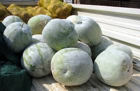 See and discover other items: Hairy Cucumber Facts Health Benefits