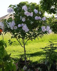 Image result for Ipomoea carnea