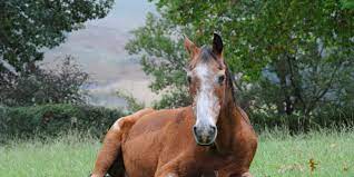 Not Just Old Age Why Do Senior Horses Die The Horse