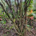 Image result for Tabernaemontana pachysiphon