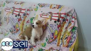 Prices are listed under puppy pricing. Pure Pembroke Welsh Corgi Puppies For Sale In Manila Manila Free Classifieds