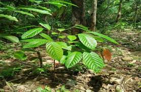 Kebun tanaman obat sebagai tempat wisata masyarakat kalimantan barat. Proposal Pengelolaan Hutan Sebagai Tempat Wisata Atdrivesix