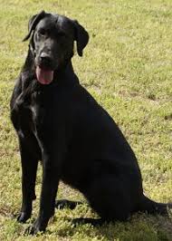 These dogs originated from the st. Black Labrador Retriever For Sale Chocolate Lab Hunting Puppies For Sale Bailiwick Retrievers