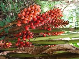 Image result for Renealmia