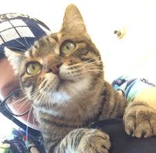 The Cat Who Could”