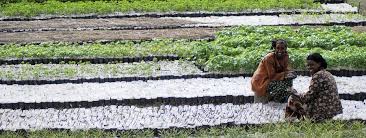 We guess yes, we all do so enjoy the happy farm game. Editor S Choice November 2015 Cut Out The Middle Man Why Bother If You Can Secure Good Seed Instead Iban