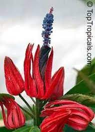 Pavonia Multiflora Triplochlamys Multifora Pavonia X Gledhilliifamily Malvaceaebrazilian Candlesorigin Brazil Fast Growing Shade Trees Rare Plants Garden Catalogs