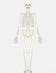 Rangka manusia dibentuk dari tulang tunggal atau gabungan (seperti tengkorak) yang ditunjang oleh struktur lain seperti ligamen, tendon, otot, dan rangka manusia terdiri dari 206 tulang. Kerangka Manusia Tulang Homo Sapiens Otot Kerangka Tangan Kepala Manusia Png Pngwing