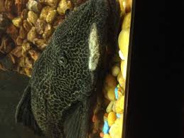 Norma baker on september 04, 2019: Pleco Has Weird Mold Looking Stuff On Him Pleco Plecostomus Forum 163497