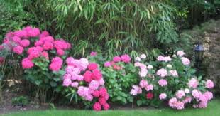 Hortensien Schilf Garten Gestalten Wohnen Und Garten Garten