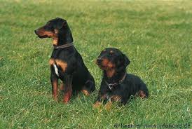 Black And Tan Jack Russell Terrier Deutscher Jagdterrier Terrier Dogs Terrier Hunting Dogs