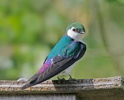 Violetgreenswallowp Pet Birds Beautiful Birds I Like Birds
