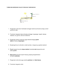 Gerak balas oleh tumbuhan yang disebabkan oleh rangsangan di sekelilingnya. Doc Tumbuhan Bergerak Balas Terhadap Ransangan Jue Adha Academia Edu