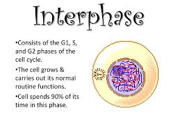 An important cell cycle control mechanism activated during this period (g1 checkpoint) ensures that everything is ready for dna synthesis. Cell Cycle Drawing Flip Book Ppt Download