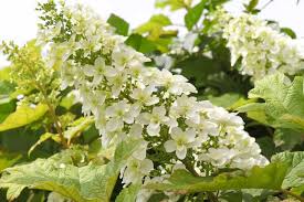 Image result for Hydrangea quercifolia
