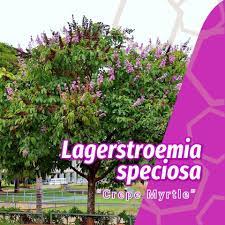 Green a services (m) sdn bhd is a malaysian based company, majoring in exporting and importing agricultural products. I Green Nursery Sdn Bhd Home Facebook