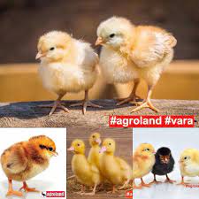 Pentru cei pasionati de cresterea hranei sanatoase. Agroland Livram Toata Luna Iunie Pui De O Zi Pui De Facebook