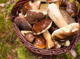 9 Champignons Comestibles A Cueillir Sans Crainte Champignon Comestible Cueillette Champignon Et Reconnaitre Les Champignons