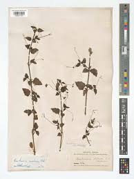 Image result for Boerhavia repens