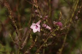 Image result for Sopubia