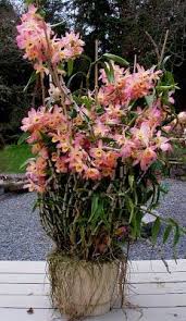 Nobile Dendrobium Fortune H Plant Goals Orchids Phalaenopsis Orchid